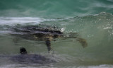 Green Sea Turtles mating