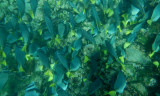 Razor Surgeonfish