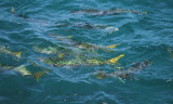 Yellow-tailed Mullet