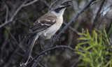 Galapagos Mockingbird