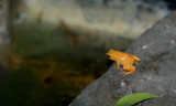 Poison arrow frog (cc)