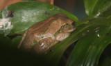 Green tree frog (cc)