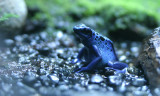 Blue Poison dart  frog (cc)
