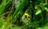 Golden Poison arrow frog (cc)