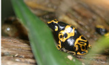 yelow-banded Poison arrow frog (cc)