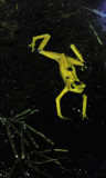 yelow-banded Poison arrow frog (cc)