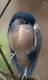 Boat-billed Heron (cc)