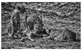Cheetah family with kill