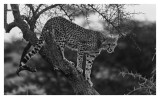 Cheetah cub in tree