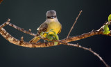 Social flycatcher