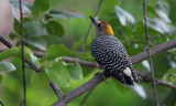 Hoffman's woodpecker m