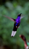 Violet sabre-wing m