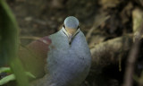 Buff-fronted quail dove