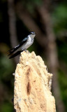 Mangrove swallow