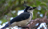 White-throated magpie-jay