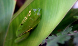 Red-eyed leaf frog