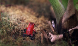 Strawberry poison frog