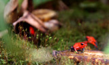 Costa Rica's Amphibians