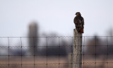 Red-tailed hawk