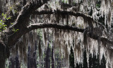 Brook Green, Spanish Moss