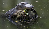 Gallery: Crocodiles and Alligators of America