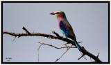lilac-breasted-roller-print.jpg