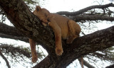 Lioness in tree