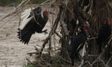 Ground hornbills