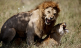 Lions mating