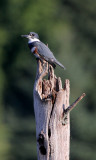 Kingfishers and Woodpeckers