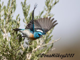 Lazuli Bunting