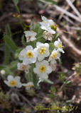 CRYPTANTHA SPECIES