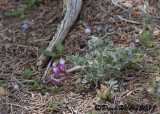 MILKVETCH 