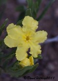 Yellow Fringed Puccoon