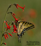 TWO-TAILED SWALLOWTAIL