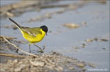 AM_03312012_Y Wagtail_013 - email.jpg