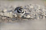  AM_03282012_LR Plover_001 - email.jpg