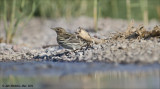 AM_03282012_Red-throated Pipit_001 - email.jpg
