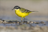 AM_03282012_Y Wagtail_001 - email.jpg