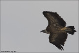 AM_ GÉ_Vulture_30082012_001- email.jpg