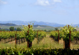 Cornerstone vines and Sonoma hills.