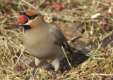 Bohemian Waxwing