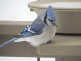 Blue Jay