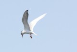 Forsters Tern