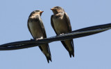 Barn Swallow (juveniles)