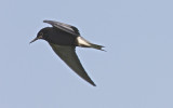 Black Tern