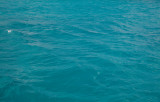 _S0C6174.jpg