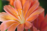 Lewisia-cotyledon.jpg