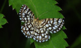 Chiasmia-clathrata .jpg