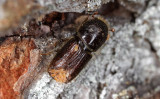 Ips-typographus_phoretic-mites.jpg